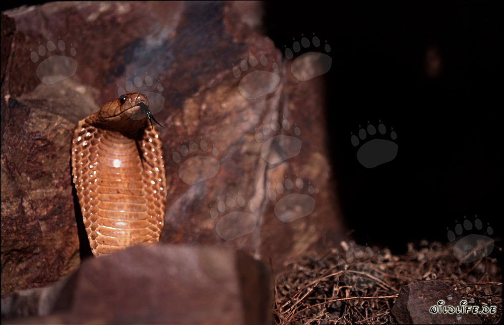 Fascinating Cape Cobra in the Gansbaai Mountains