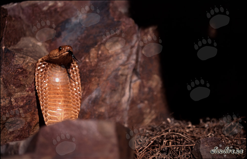 Affascinante Cobra del Capo sulle montagne di Gansbaai