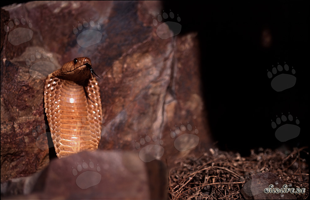 Cobra du Cap fascinante dans les montagnes de Gansbaai