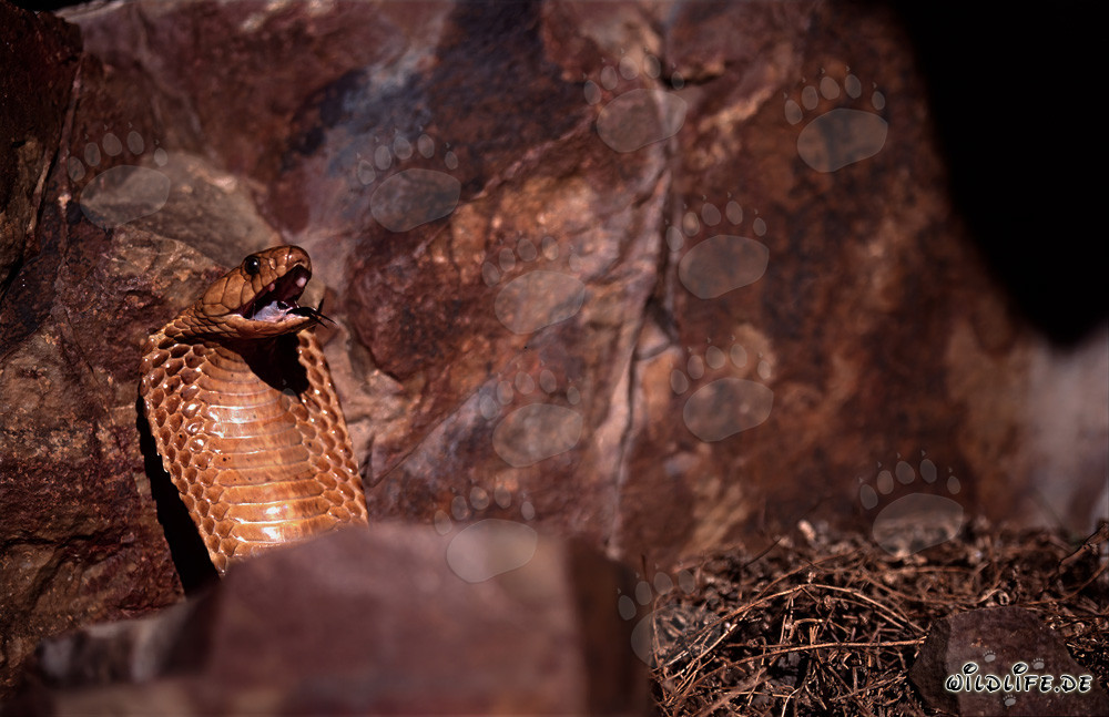 Cape Cobra fascinante - Naja nivea