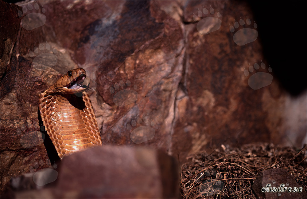 Fascinating Cape Cobra - Naja nivea