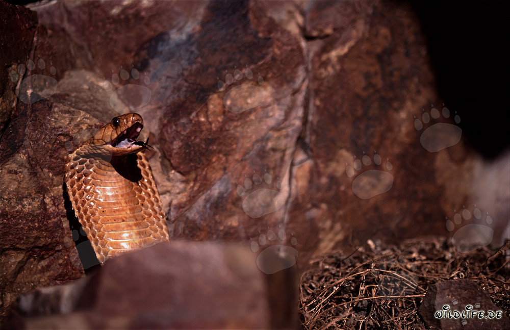 Cobra del Cabo fascinante - Naja nivea