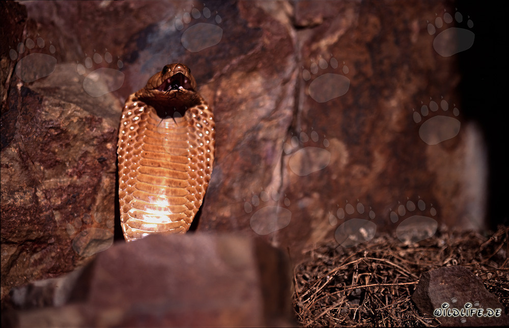 Impressive threat display of the Cape Cobra in the Gansbaai Mountains, South Africa