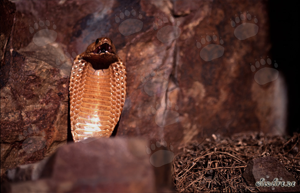 Impresionante comportamiento amenazante de la cobra del Cabo en las montañas de Gansbaai, Sudáfrica