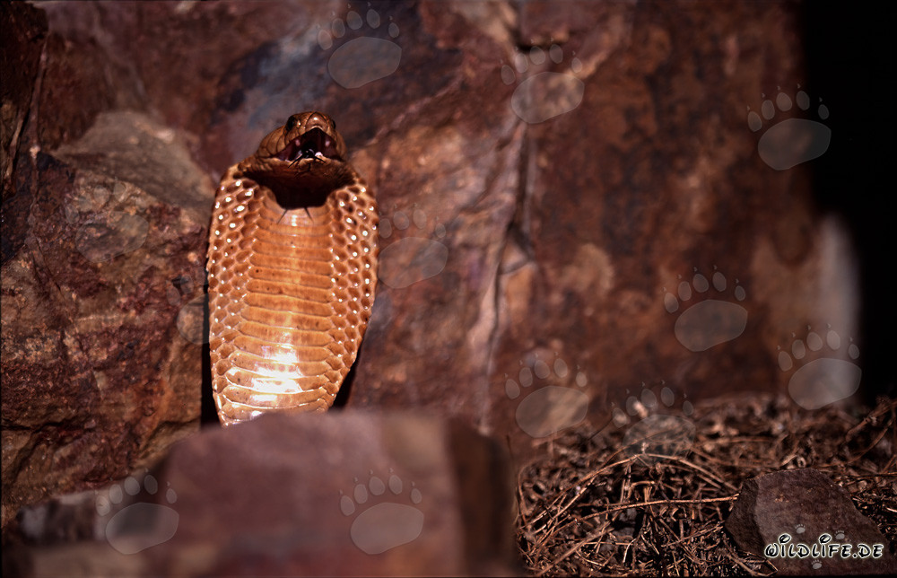 Comportement menaçant imposant du cobra du Cap dans les montagnes de Gansbaai, Afrique du Sud