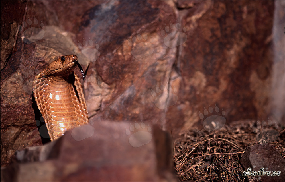 La cap cobra déploie son cou en un imposant bouclier