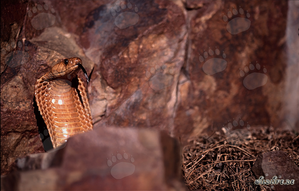 Cape Cobra spreads its hood to an impressive shield