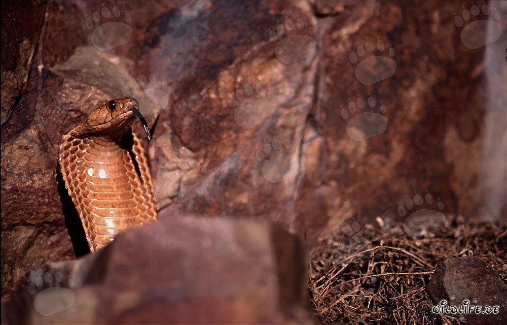 La cobra del cabo extiende su cuello formando un imponente escudo