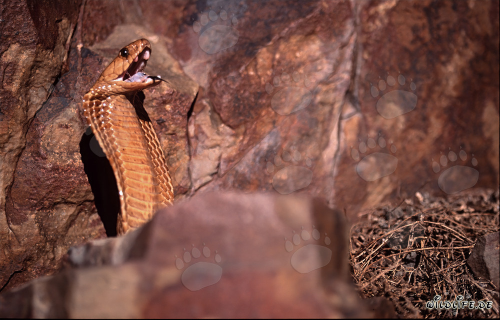 Fascinating Cape Cobra (Naja nivea)