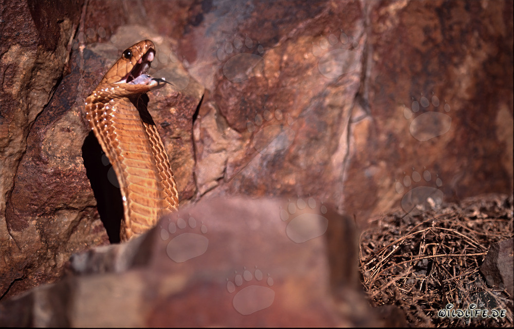 Cobra del Cabo fascinante (Naja nivea)