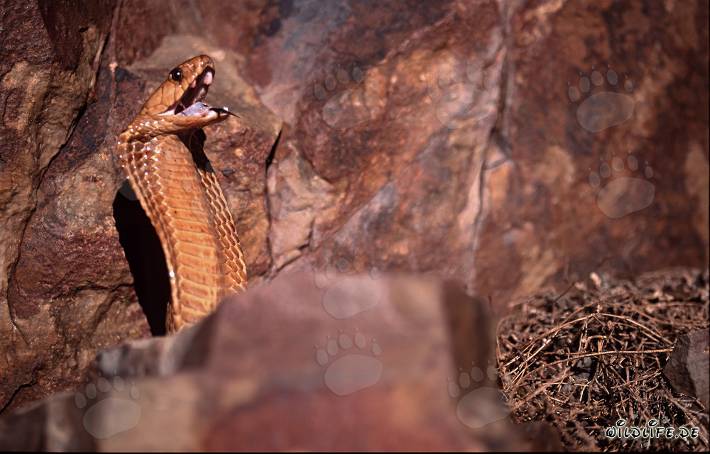 Affascinante Cobra del Capo (Naja nivea)