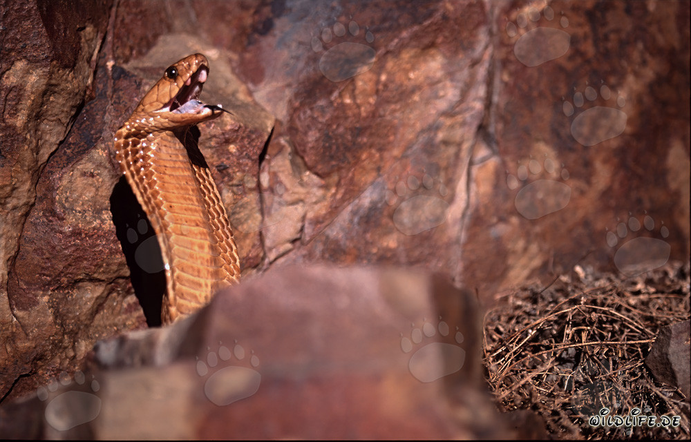 Cobra du Cap fascinante (Naja nivea)