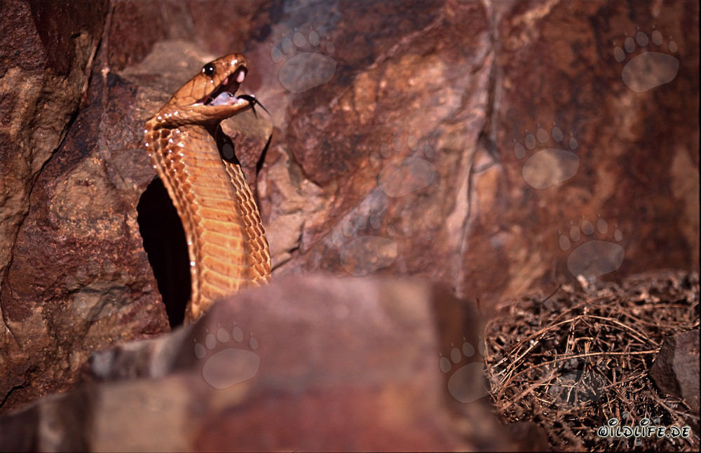 Cape Cobra - A majestic and dangerous beauty in the Gansbaai Mountains