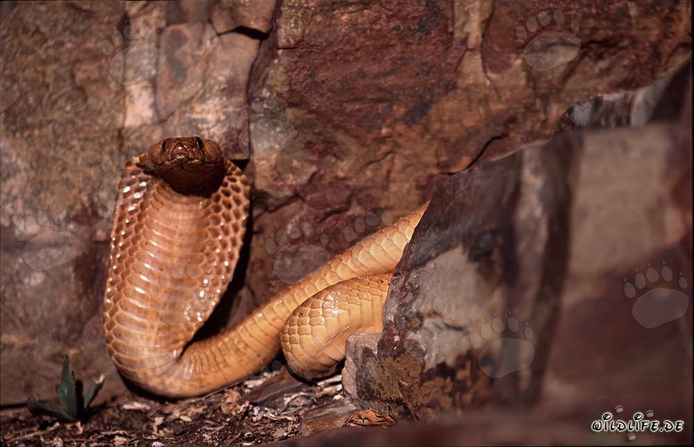 Cape Cobra in natural habitat