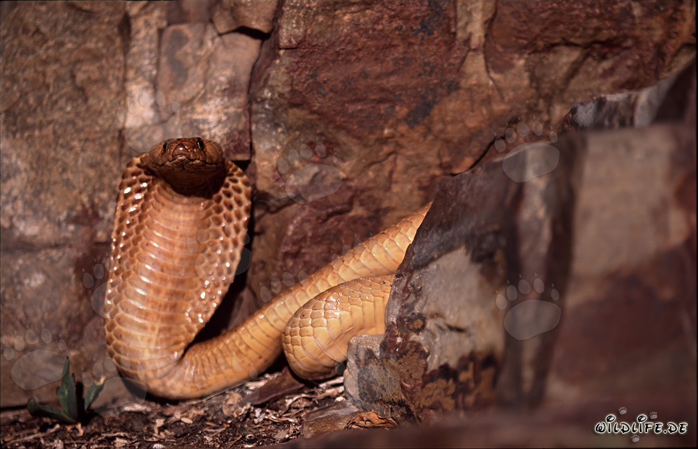 Cobra del Cabo en su entorno natural