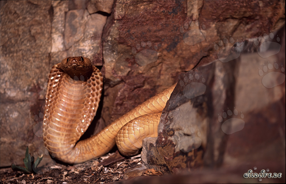 Cobra del Capo nel suo ambiente naturale