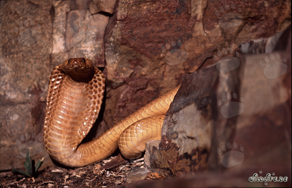 Cobras du Cap dans leur environnement naturel