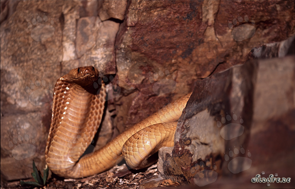 Affascinante Cobra del Capo davanti a una parete rocciosa colorata
