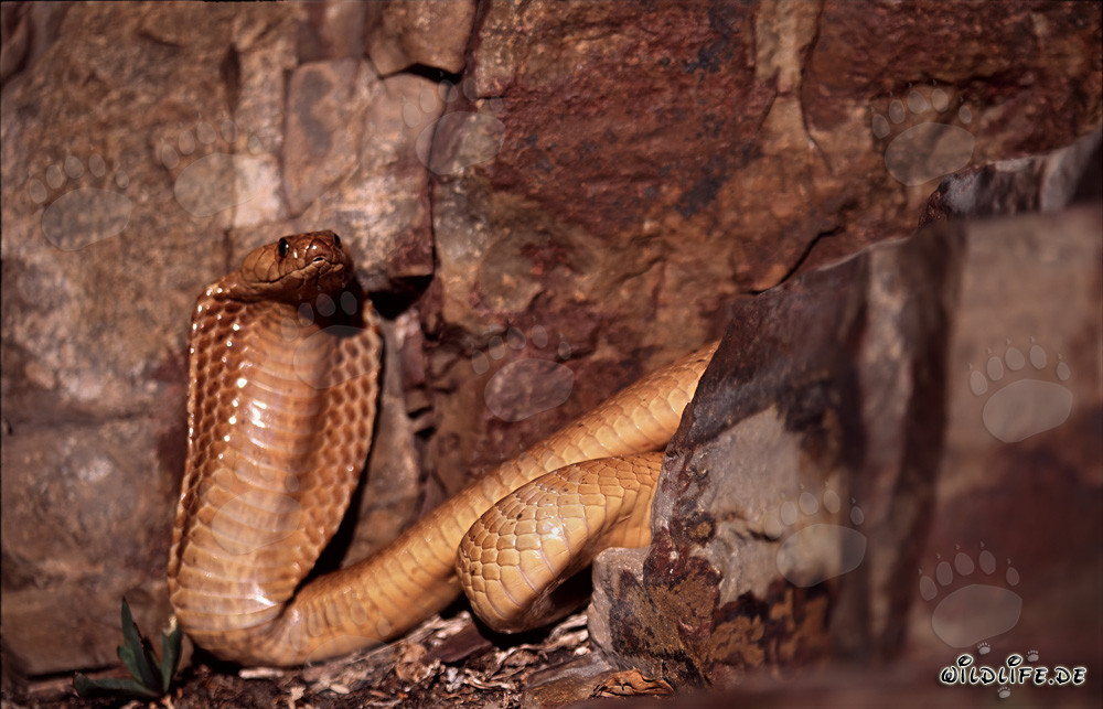 Fascinating Cape Cobra in colorful rocks of the Western Cape