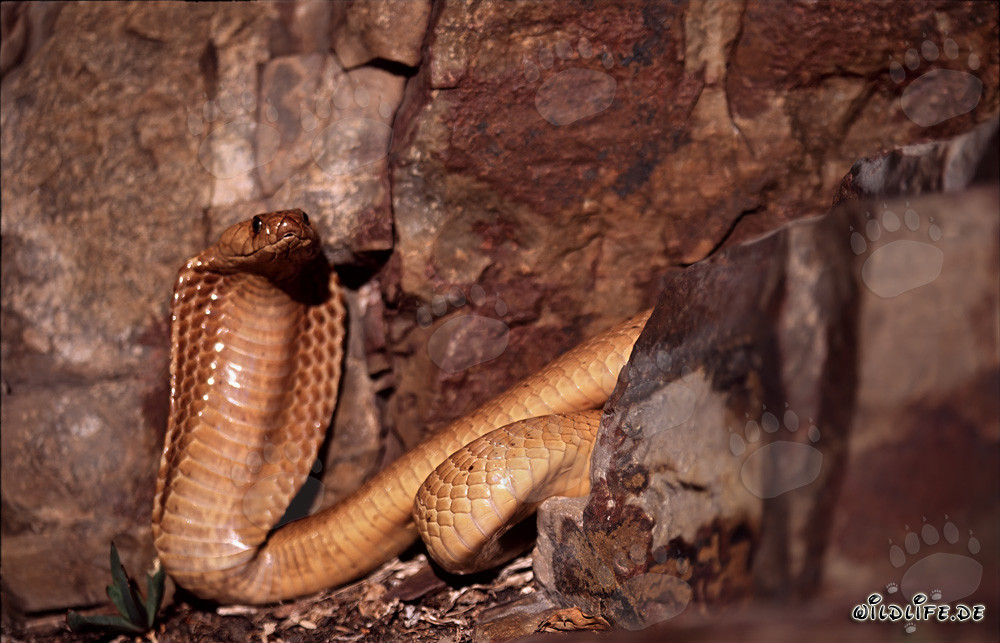 Fascinante Cobra del Cabo en las rocas coloridas del Cabo Occidental
