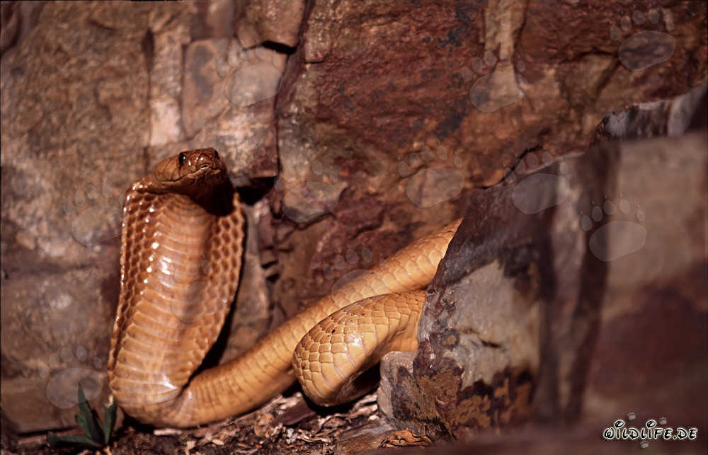 Cobra du Cap fascinante dans les rochers colorés du Cap occidental