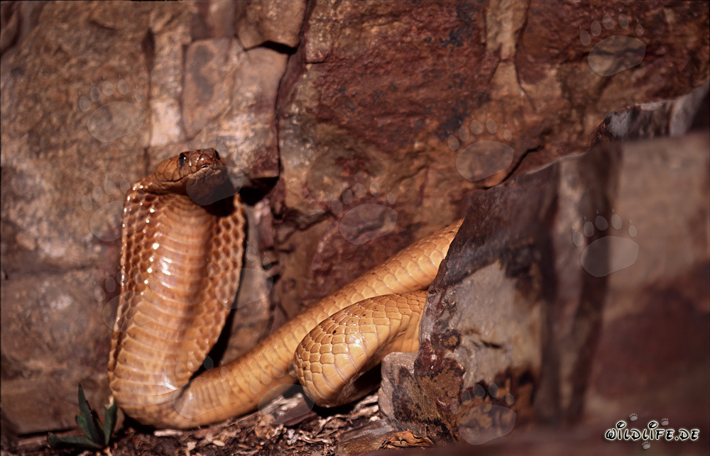 Affascinante Cobra del Capo tra le rocce colorate del Capo Occidentale