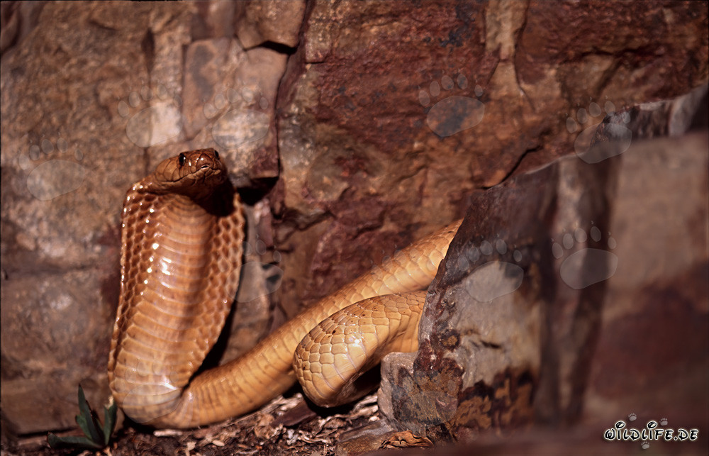 Faszinierende Kapkobra in bunten Felsen des Western Cape