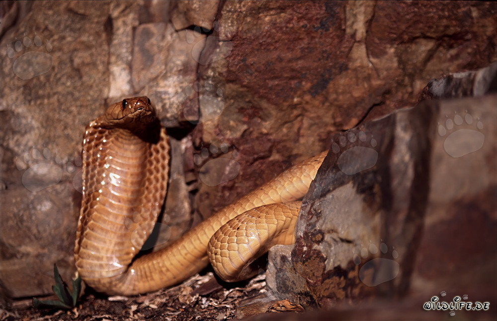 Cape Cobra basking in front of stunning rock wall
