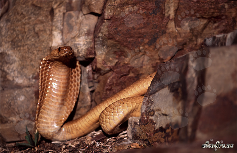 Cobras du Cap prenant le soleil devant une impressionnante paroi rocheuse