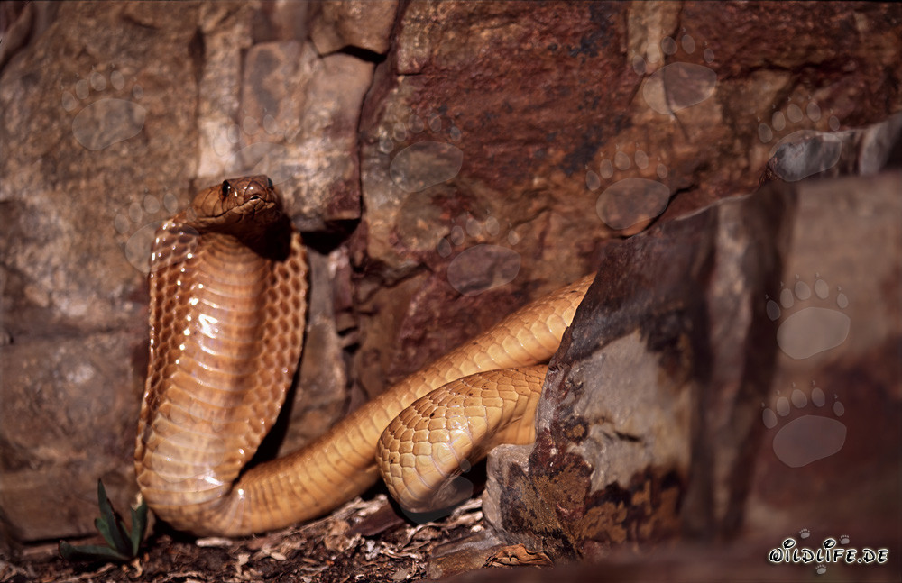 Cobra del Capo prendendo il sole davanti a un'imponente parete rocciosa