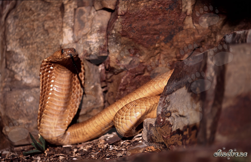 Fascinating Attentive Cape Cobra in Colorful Rock Formation
