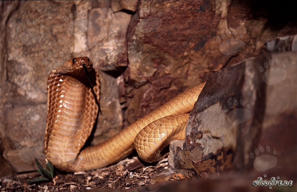 Cobra del Cabo fascinante en un paisaje rocoso pintoresco