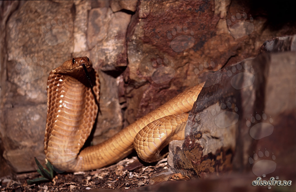 Cobra du Cap fascinante dans un paysage rocheux pittoresque