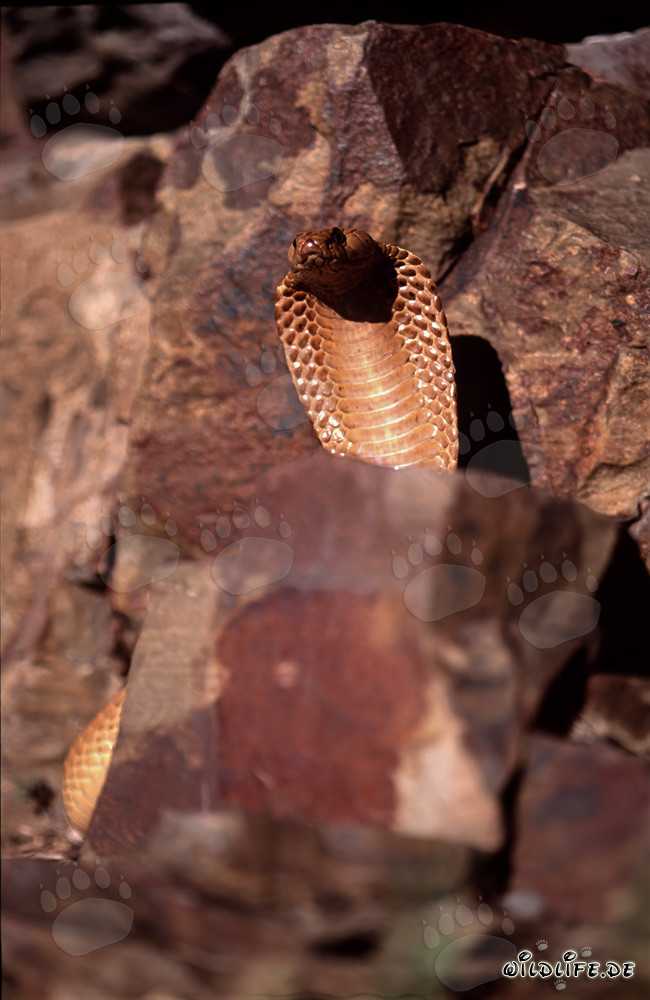 Impressive Cape Cobra in picturesque rock landscape