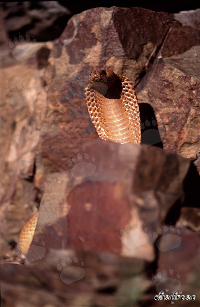 Impresionante cobra del Cabo en un paisaje rocoso pintoresco