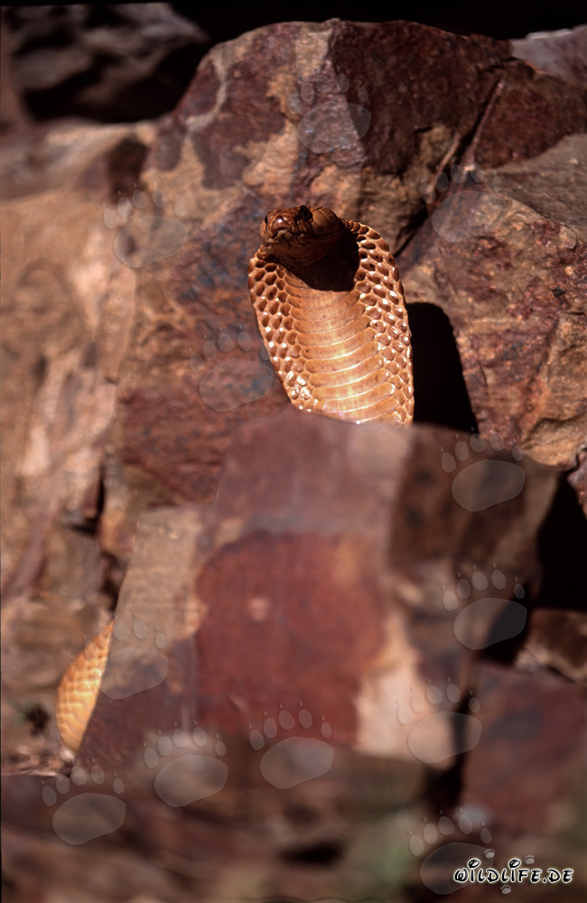 Imponente cobra del Capo in un suggestivo paesaggio roccioso