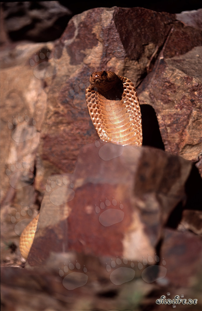 Cobra du Cap impressionnante dans un paysage rocheux pittoresque