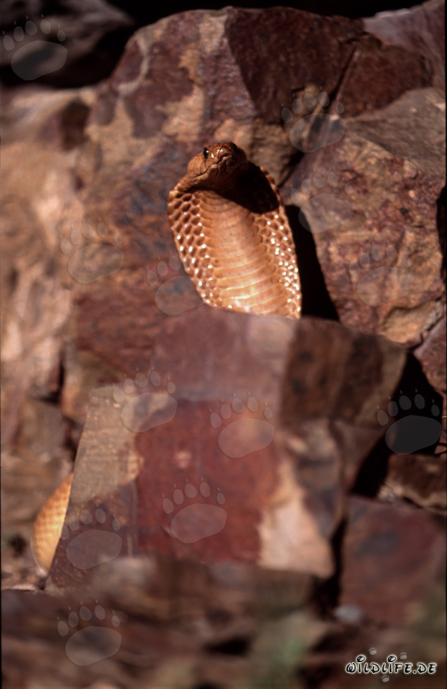 Fascinating Cape Cobra