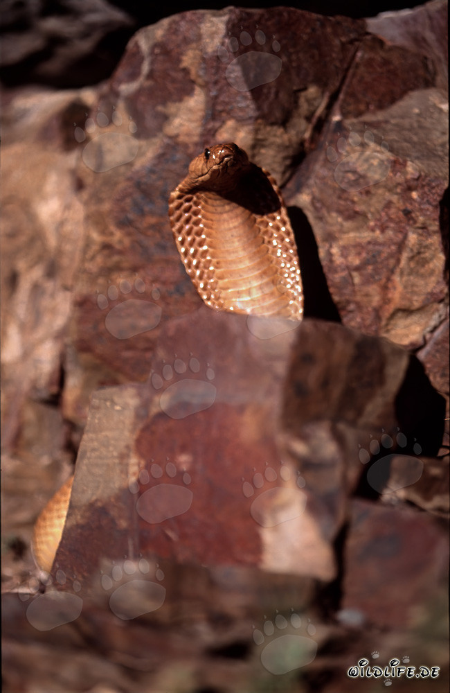 Cobra del Capo affascinante