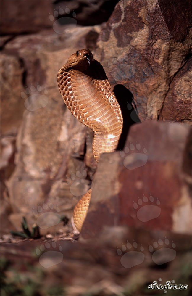 Cape Cobra imposante dans les montagnes de Gansbaai