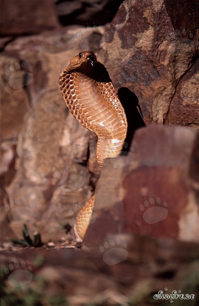 Impressive Cape Cobra in the Gansbaai Mountains