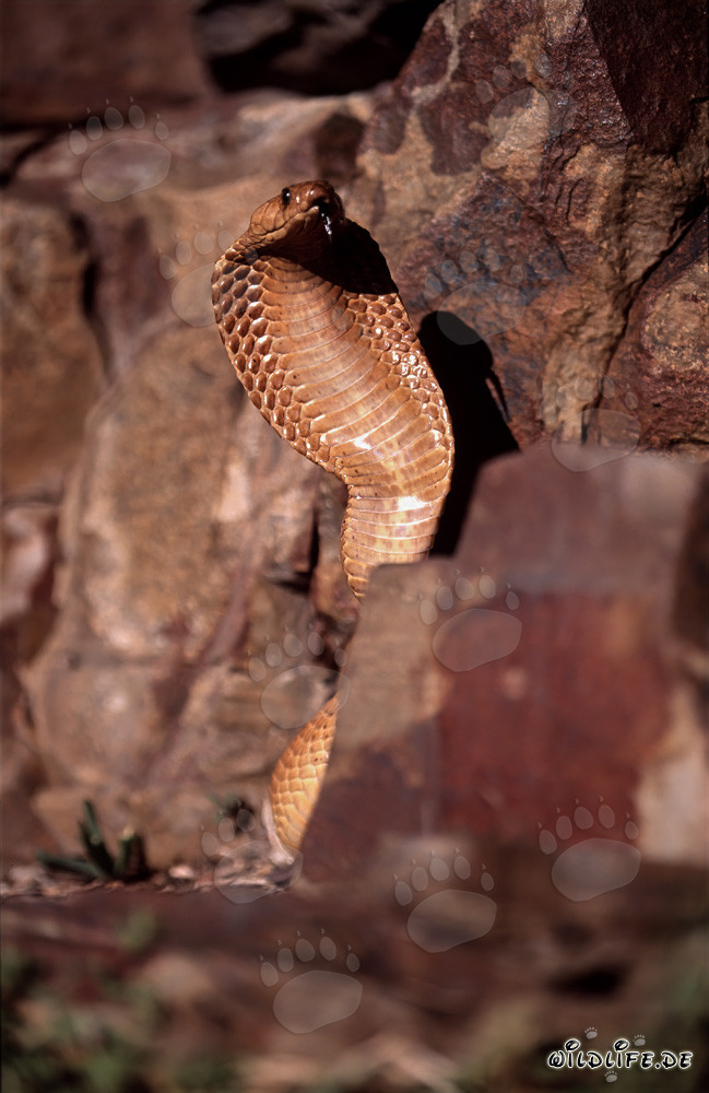 Impresionante Cobra del Cabo en las montañas de Gansbaai