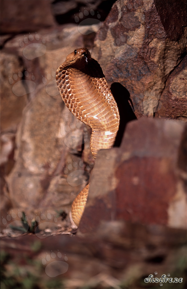 Imposante Kapkobra in den Gansbaai Mountains