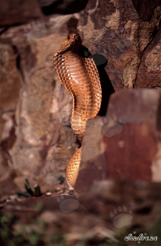 Impressive threat display of the Cape Cobra in colorful rocks