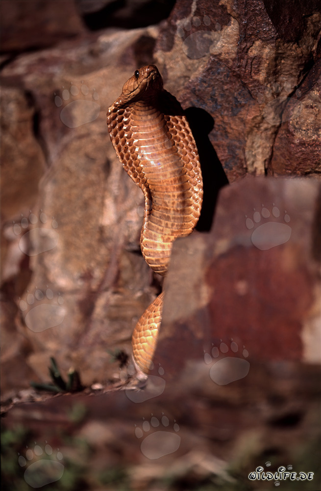 Impresionante comportamiento amenazante de la cobra del Cabo en las rocas coloridas