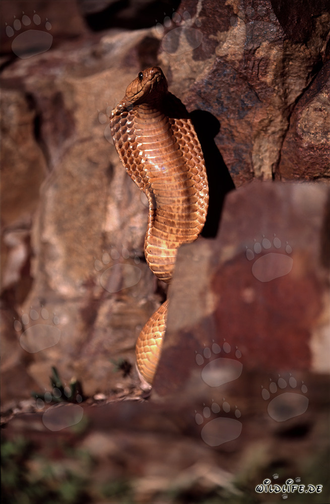 Impressionante comportamento minaccioso del cobra del Capo nelle rocce colorate