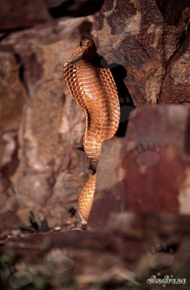 Comportement menaçant impressionnant du cobra du Cap dans les rochers colorés