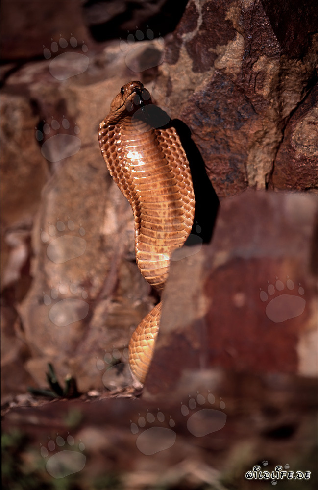 Impressive threat display of the Cape Cobra in colorful rock landscape