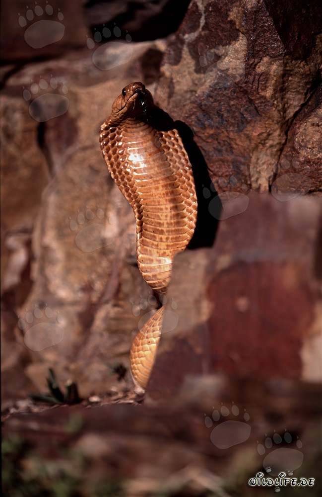 Impresionante comportamiento amenazante de la cobra del Cabo en un paisaje rocoso colorido