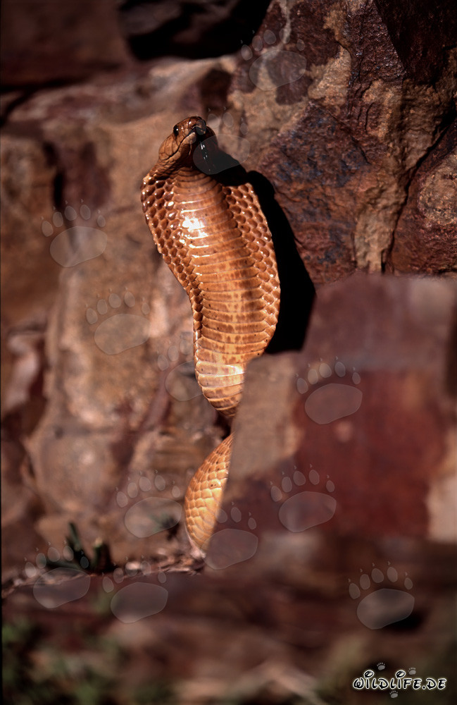 Comportement menaçant impressionnant du cobra du Cap dans un paysage rocheux coloré
